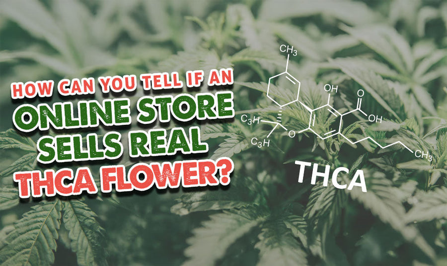 Gastbeitrag von Dr. Ganja: Woran erkennt man, ob ein Online-Shop echte THCA-Blüten verkauft?